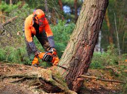 Best Leaf Removal  in Pooler, GA