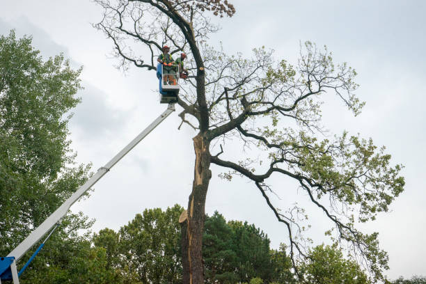 Best Storm Damage Tree Cleanup  in Pooler, GA