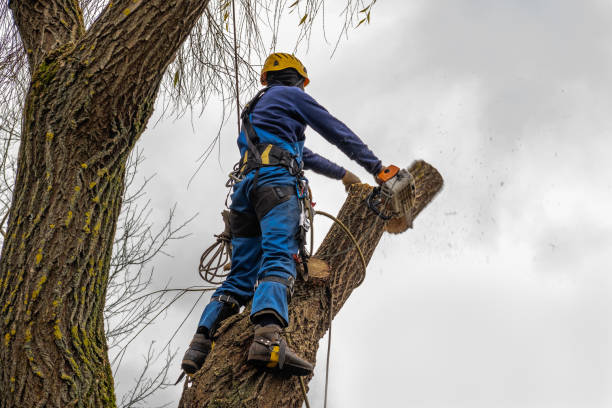 Trusted Pooler, GA Tree Removal Experts