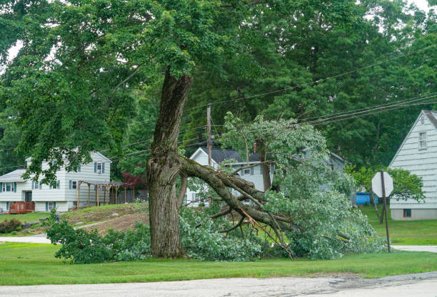 Best Firewood Processing and Delivery  in Pooler, GA