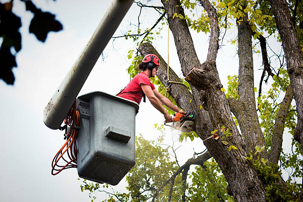 Best Fruit Tree Pruning  in Pooler, GA