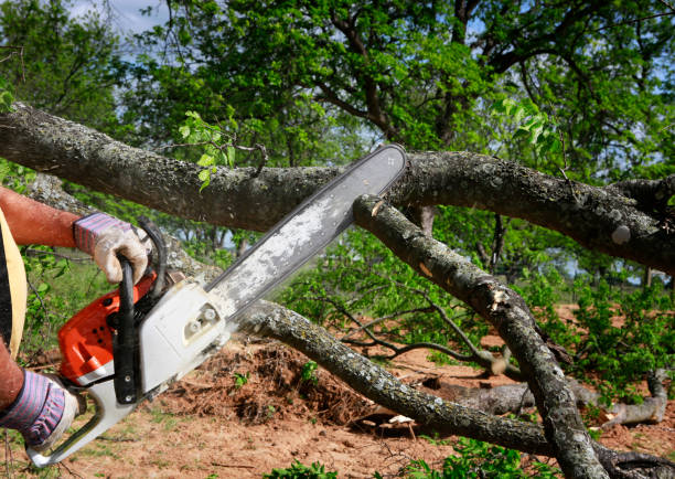 Best Tree Removal  in Pooler, GA